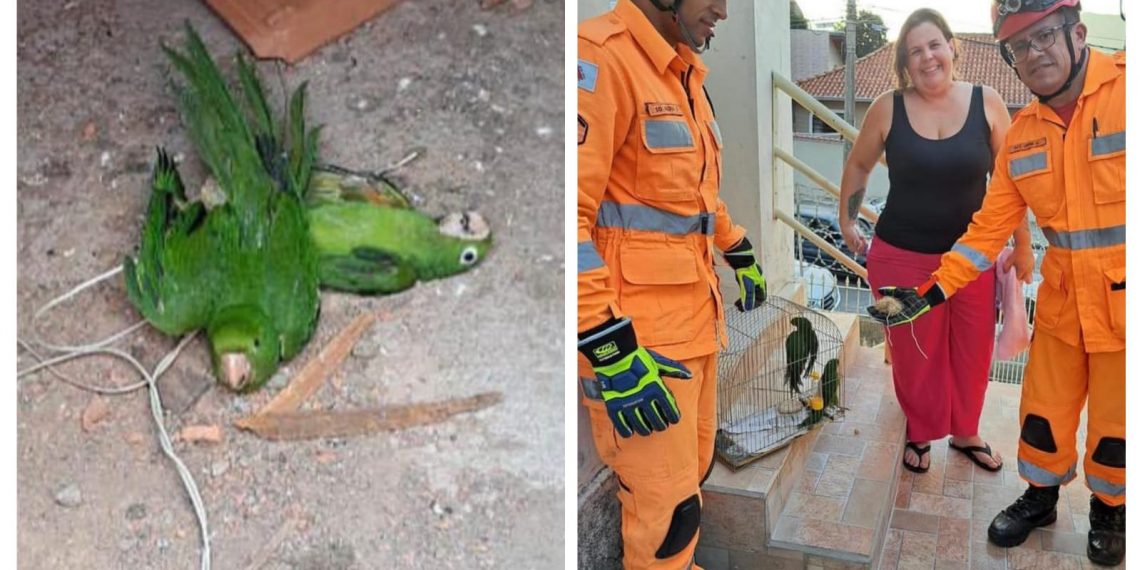 Bombeiros resgatam maritacas presas em linhas e fiação elétrica