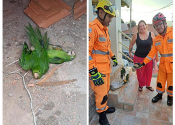 Bombeiros resgatam maritacas presas em linhas e fiação elétrica