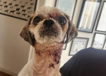 Denúncias de maus-tratos a animais aumentam mais de 30% em Minas Gerais