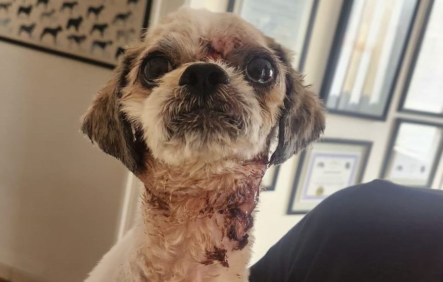 Denúncias de maus-tratos a animais aumentam mais de 30% em Minas Gerais