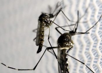 Poços de Caldas contabiliza 204 casos confirmados de dengue