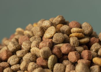 Cine Marquise Ultravisão: Doe um quilo de ração nos pets parceiros e ganhe meia entrada para Uma Prova de Coragem