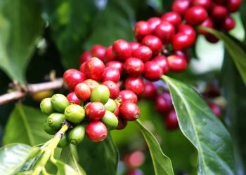 Inscrições para o 17° Concurso de Qualidade dos Cafés têm início no dia 16