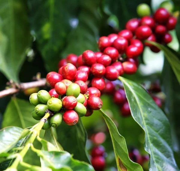 Inscrições para o 17° Concurso de Qualidade dos Cafés têm início no dia 16