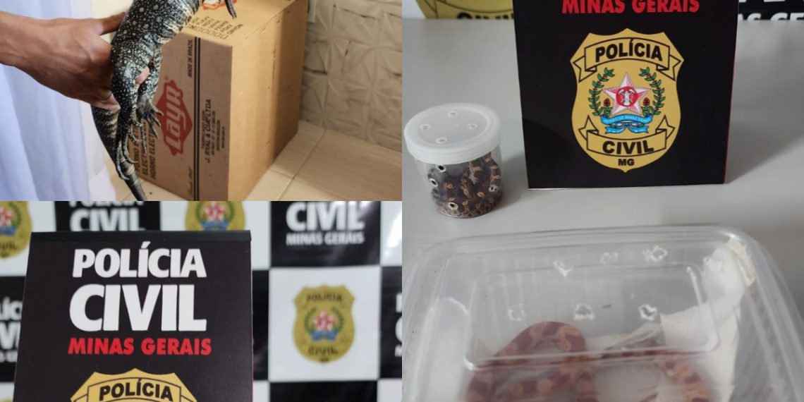 Lagarto e cobras são apreendidos após serem enviados via Correios no Sul de Minas