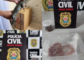 Lagarto e cobras são apreendidos após serem enviados via Correios no Sul de Minas