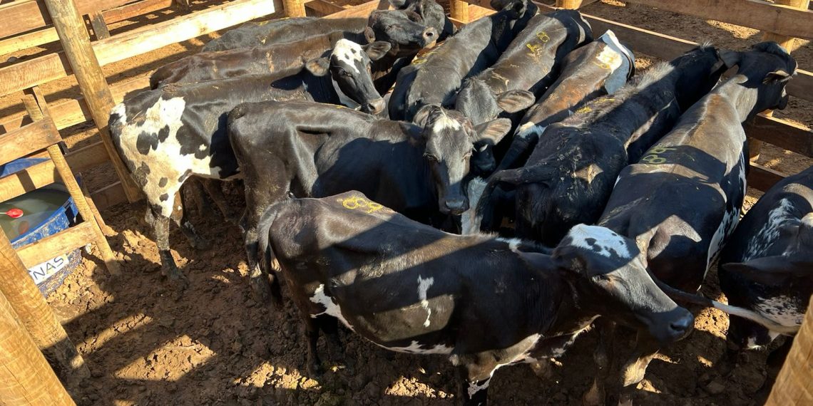 Polícia Civil recupera 12 cabeças de gado furtadas no Sul de Minas