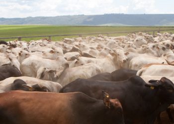 Produtores rurais mineiros devem atualizar dados de rebanhos até o dia 30/6