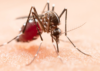 Poços de Caldas tem 430 casos de dengue confirmados