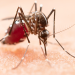 Poços de Caldas tem 430 casos de dengue confirmados