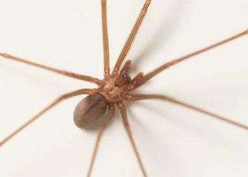 Fundação Ezequiel Dias dá dicas para evitar acidentes com aranhas-marrons