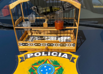 PRF resgata pássaro silvestre no Sul de Minas