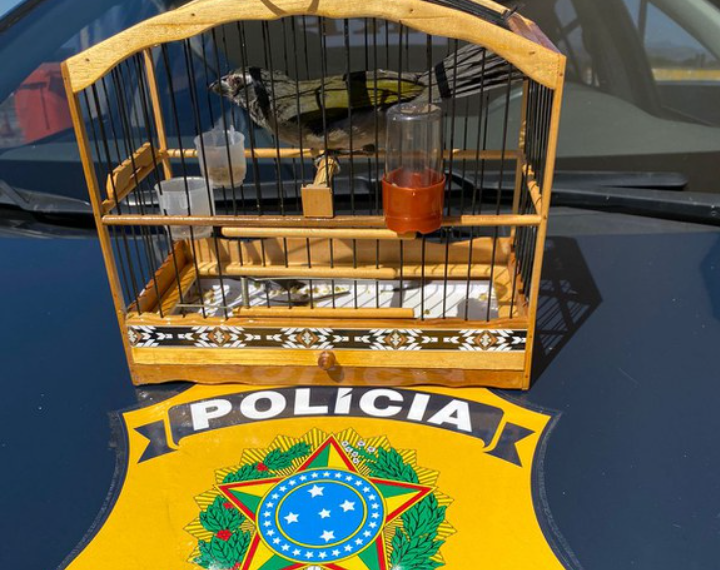 PRF resgata pássaro silvestre no Sul de Minas