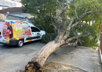 Árvore cai sobre veículo em Poços de Caldas