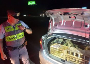 Homem é preso pela 10ª vez por tráfico de pássaros silvestres; aves foram capturadas em Poços