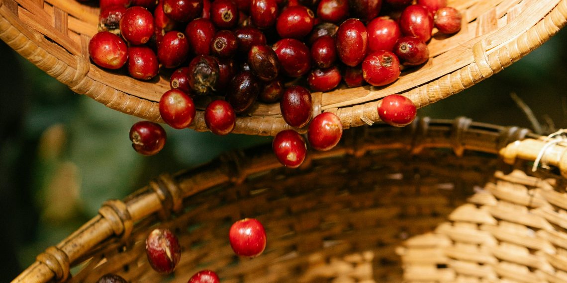 Evento gratuito em Poços une produtores para discussões sobre café na região