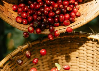 Evento gratuito em Poços une produtores para discussões sobre café na região