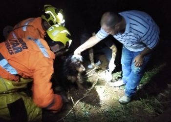 Cachorro é resgatado após cair em poço de 5 metros no Sul de Minas