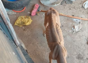 Homem é preso por tráfico de drogas e maus tratos no sul de Minas