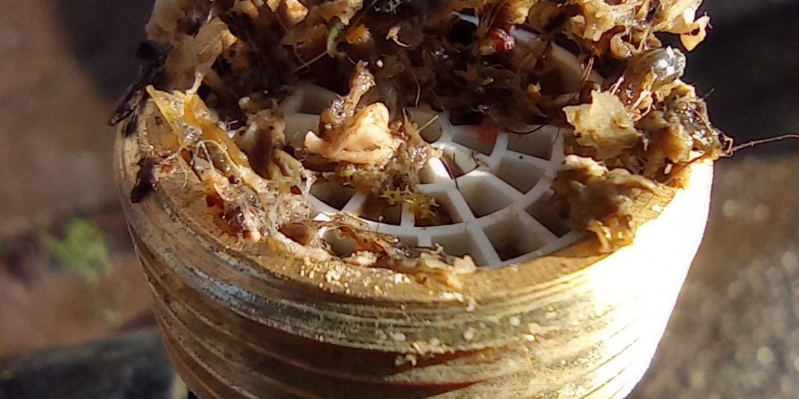 Moradores encontram dejetos na água em Campestre