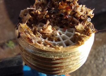 Moradores encontram dejetos na água em Campestre