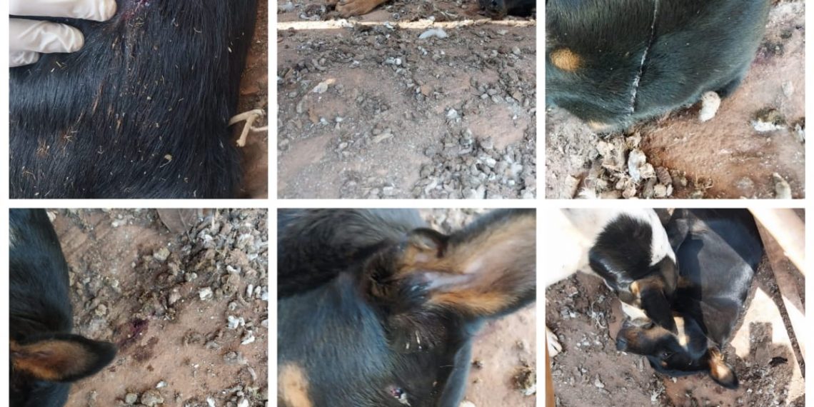 Militar da reserva do Exército é preso por matar cachorro a tiros