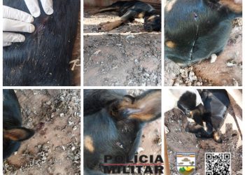 Militar da reserva do Exército é preso por matar cachorro a tiros