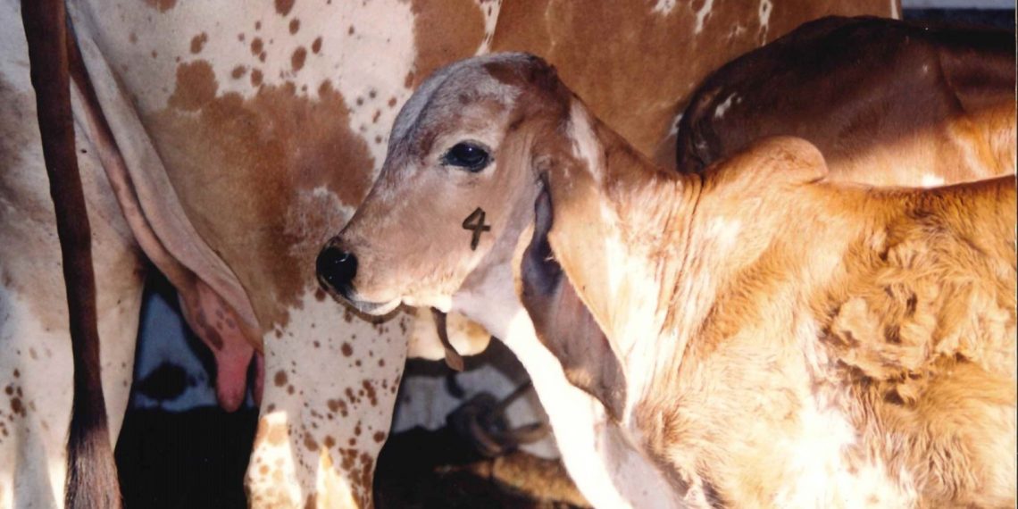 Criadores têm até dia 31/7 para vacinarem bezerras em Minas Gerais