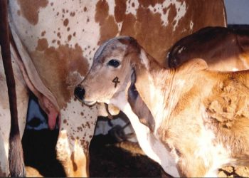 Criadores têm até dia 31/7 para vacinarem bezerras em Minas Gerais