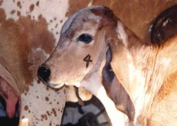 1ª etapa de vacinação contra brucelose em Minas Gerais é prorrogada