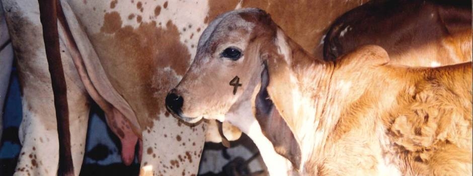1ª etapa de vacinação contra brucelose em Minas Gerais é prorrogada