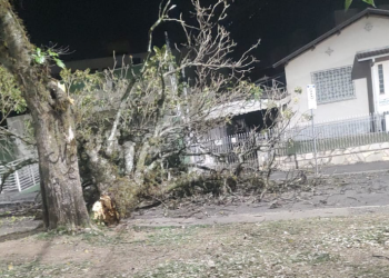 Parte de tronco de árvore cai em rua em Poços