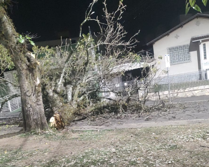 Parte de tronco de árvore cai em rua em Poços