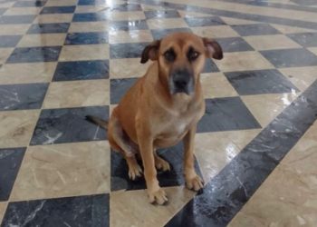 Cães comunitários serão retirados da rodoviária de Poços