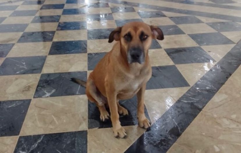 Cães comunitários serão retirados da rodoviária de Poços