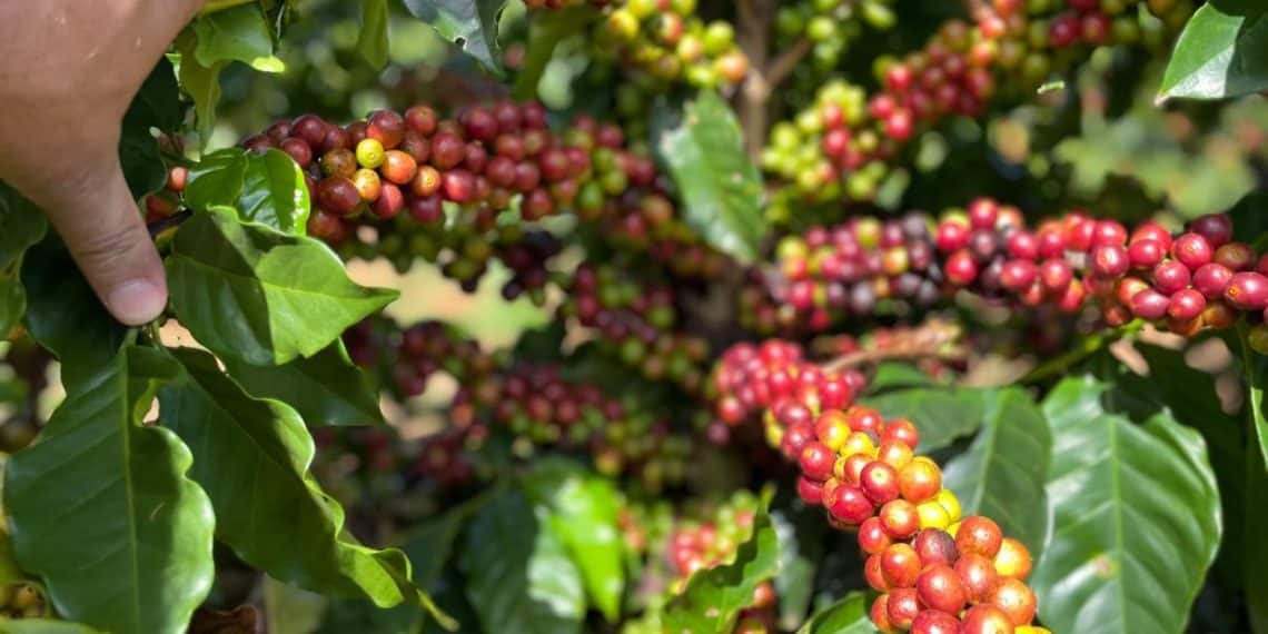 Curso gratuito: Oportunidade para cafeicultores de Minas
