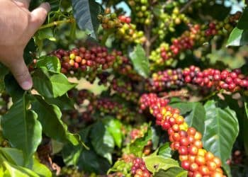 Curso gratuito: Oportunidade para cafeicultores de Minas