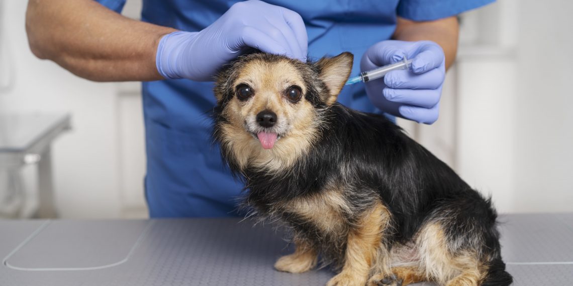 Começa Campanha de vacinação antirrábica em Poços de Caldas