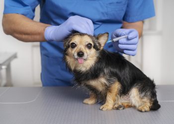 Começa Campanha de vacinação antirrábica em Poços de Caldas