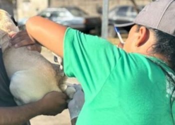 Vacinação antirrábica atende Zona Sul e Oeste de Poços neste final de semana