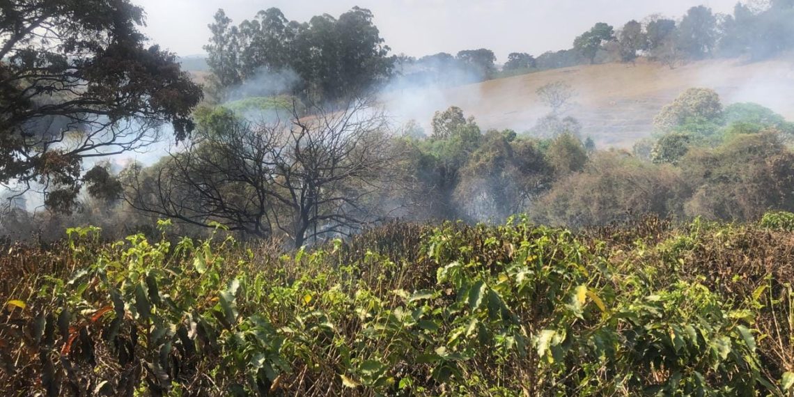 Incêndio em Palmeiral atinge cerca de 10 mil pés de cafés