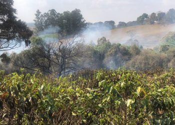 Incêndio em Palmeiral atinge cerca de 10 mil pés de cafés