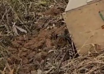 Jaguatirica invade casa e ataca cachorro no bairro Santa Ângela em Poços de Caldas