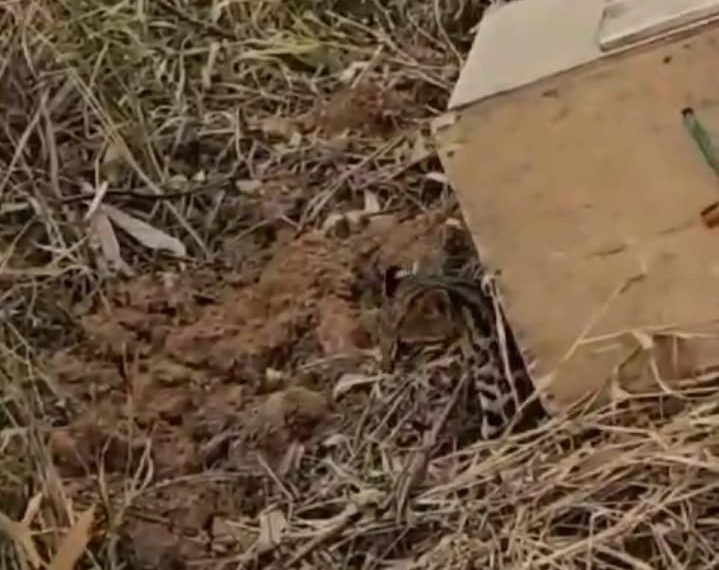 Jaguatirica invade casa e ataca cachorro no bairro Santa Ângela em Poços de Caldas