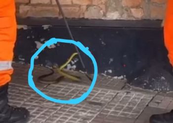 Cobra é capturada no centro de Poços de Caldas