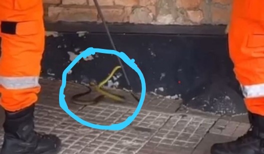 Cobra é capturada no centro de Poços de Caldas