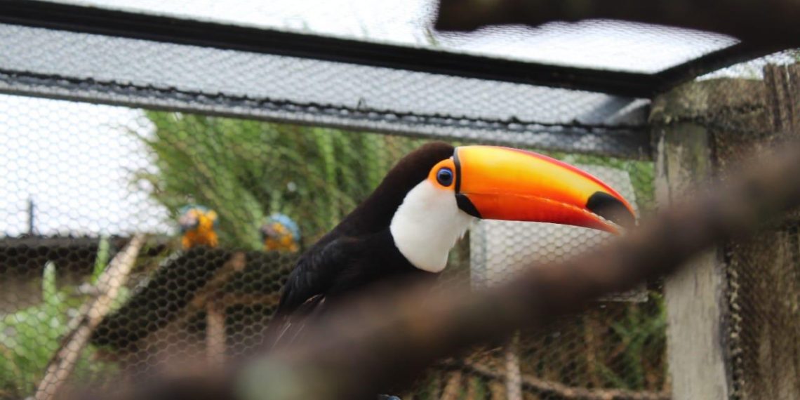Expedição VIP para comemorar os 7 anos do Zoo das Aves