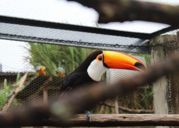 Expedição VIP para comemorar os 7 anos do Zoo das Aves