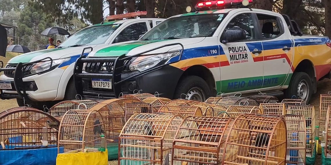 Homem é multado em mais de R$100 mil por criar aves silvestres em Poços