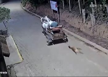 VÍDEO: Homem amarra cachorro em charrete e arrasta animal até a morte